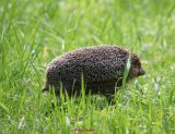 Igel0000